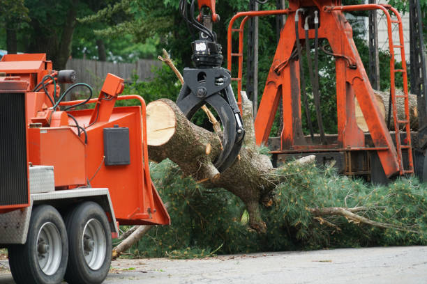 Best Tree Preservation Services  in Thorofare, NJ